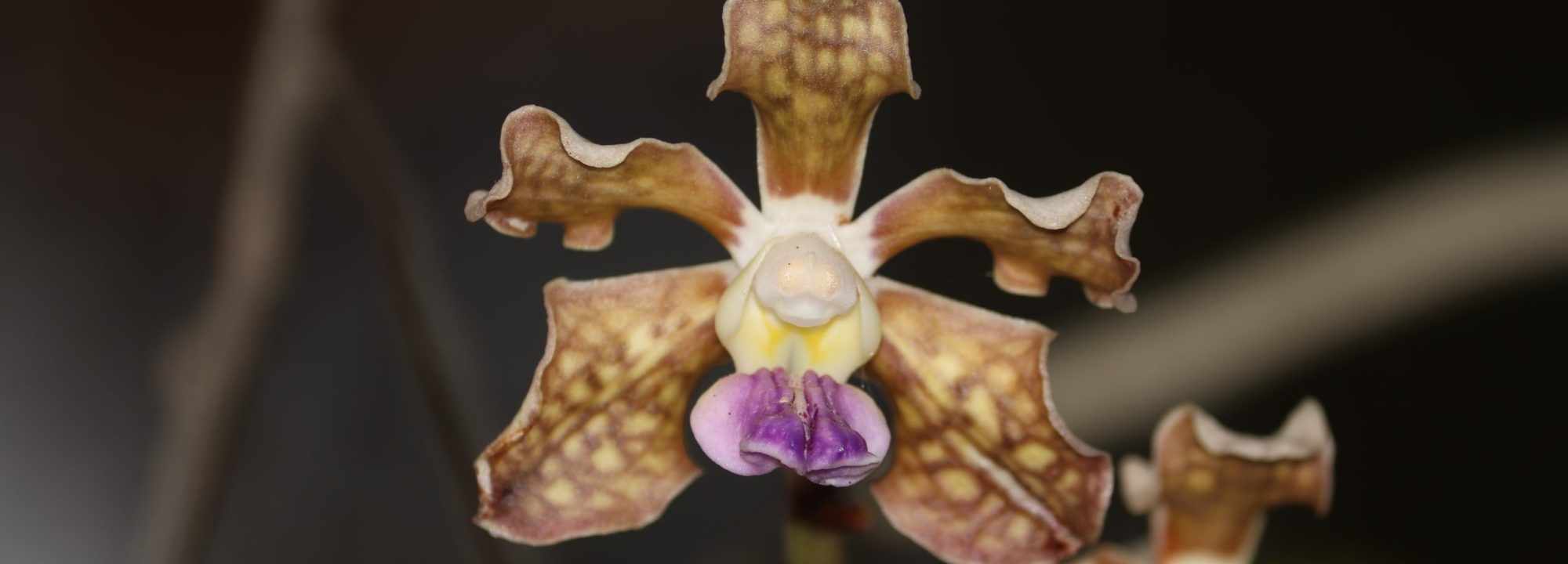 vanda tessellata(2)
